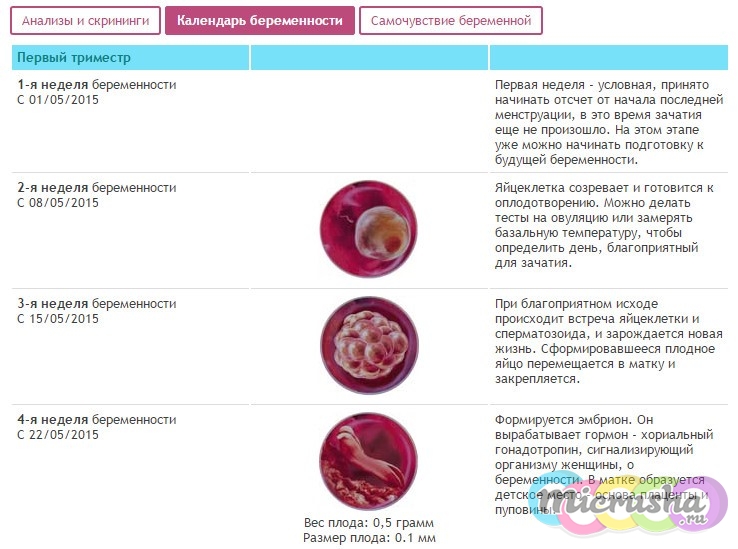 Беременность исследования по неделям