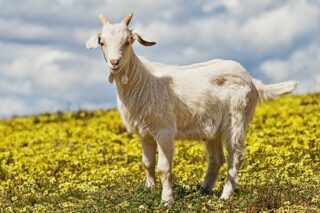 Козий грипп — новый вид заболевания