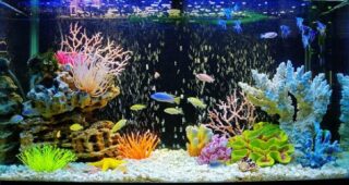 Выбираем аквариум. Полезные советы