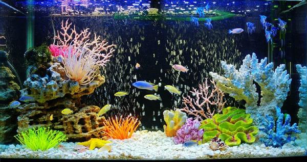 Выбираем аквариум. Полезные советы