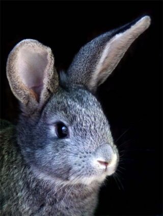 Гороскоп на 2011 год для всех знаков зодиака