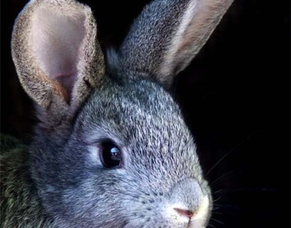 Гороскоп на 2011 год для всех знаков зодиака