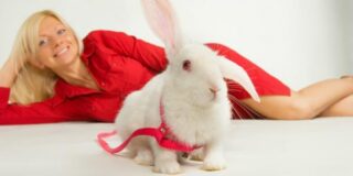 2011 год Кролика или Кота. Каким будет 2011 год?