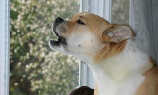 Как отучить собаку лаять и выть в отсутствие хозяев?