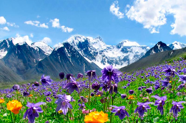 Полезные рецепты от травника с Алтая