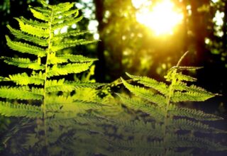 Лето 2014 года обещает быть аномально жарким