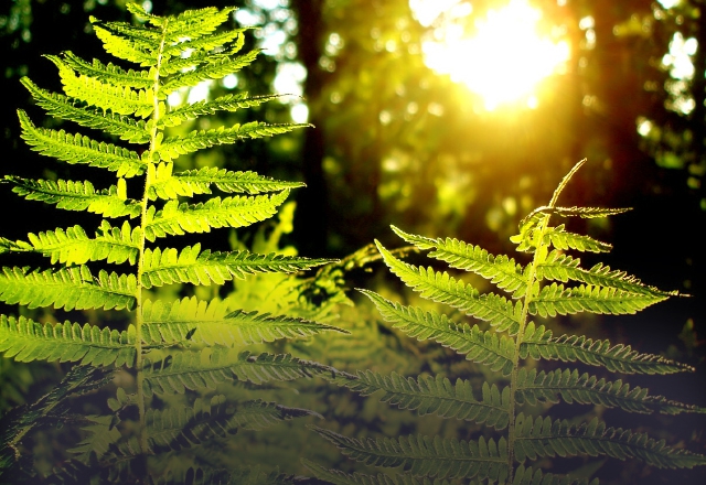 Лето 2014 года обещает быть аномально жарким