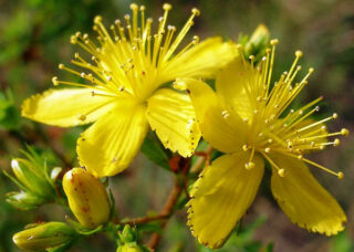 Зверобой блокирует действие контрацептивов