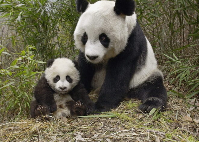 Панда, редкое животное из красной книги