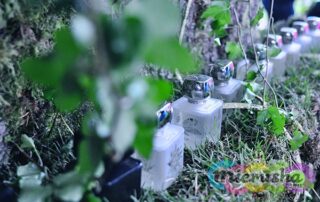 Midsummer Night’s Dream: Зарождение жизни