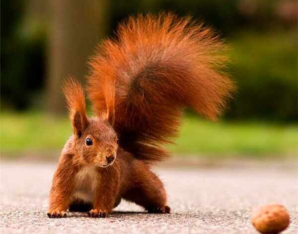 Пьяная белка устроила погром