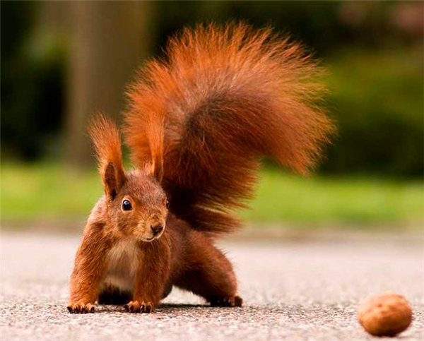 Пьяная белка устроила погром