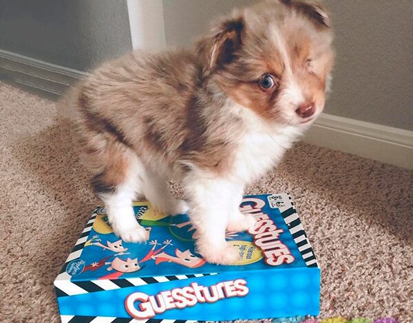 Одноглазому щеночку повезло с хозяином