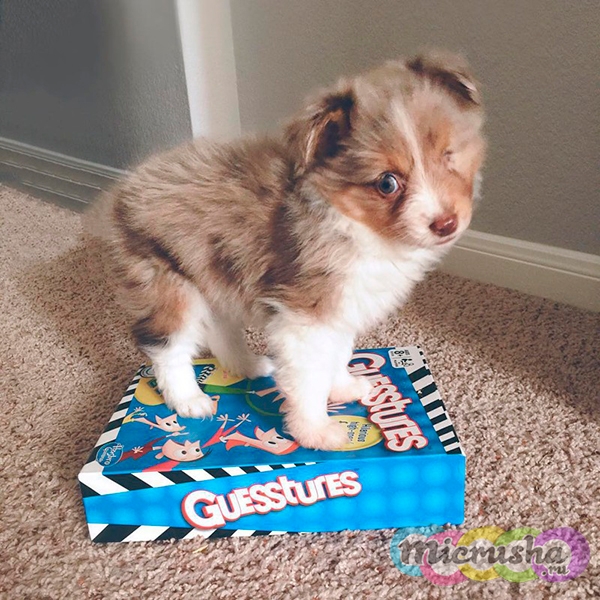 Одноглазому щеночку повезло с хозяином