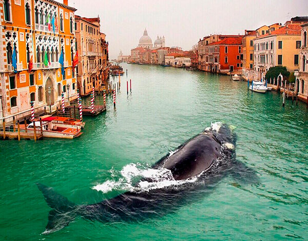 Кит заплыл в Венецию