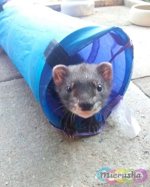 домашние хорьки