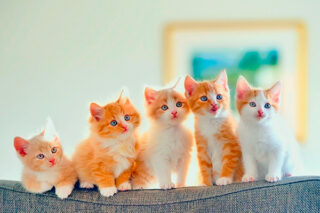 Мяу-Бутик Pret-a-Kote станет участником выставки «Атмосфера творчества»