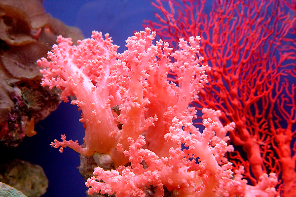Камень коралл