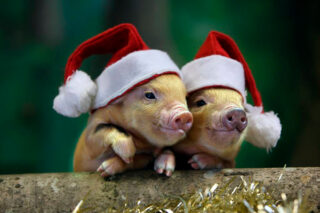 Новый год 2019 какого животного, гороскоп