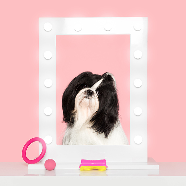 Pet Teezer — расчёска для питомца