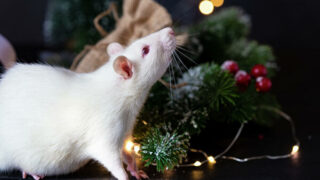 Какие цвета выбрать для встречи Нового 2020 года?