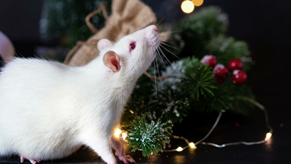 Какие цвета выбрать для встречи Нового 2020 года?