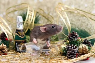 Что нельзя в новогоднюю ночь 2020? Подробно.