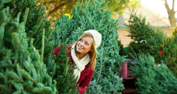 Выбираем идеальную новогоднюю ёлку.