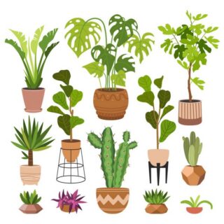 Самые неприхотливые комнатные растения. ТОП 5