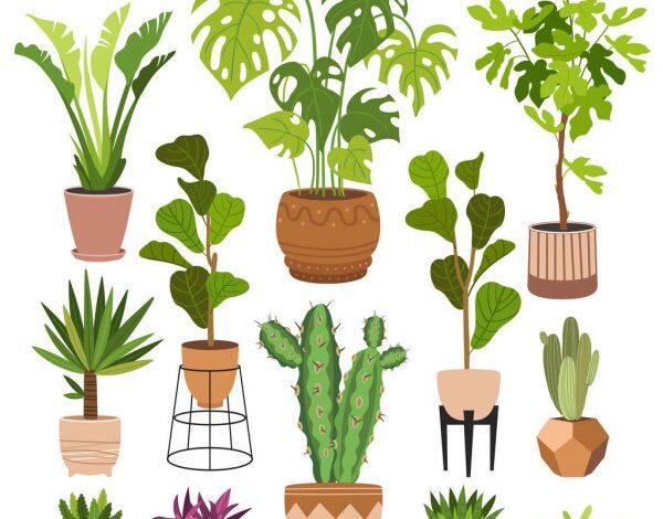 Самые неприхотливые комнатные растения. ТОП 5