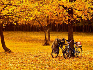 Чем заняться во время карантина?