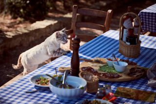 Какие продукты нельзя давать кошкам