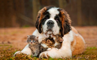 Советы ветеринара: как не дать заскучать вашему питомцу