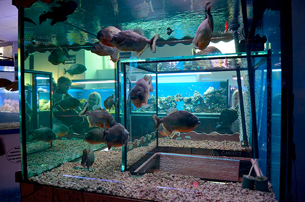 Морской аквариум на Чистых прудах