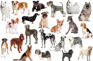 Породы собак — как выбрать собаку по своим параметрам?