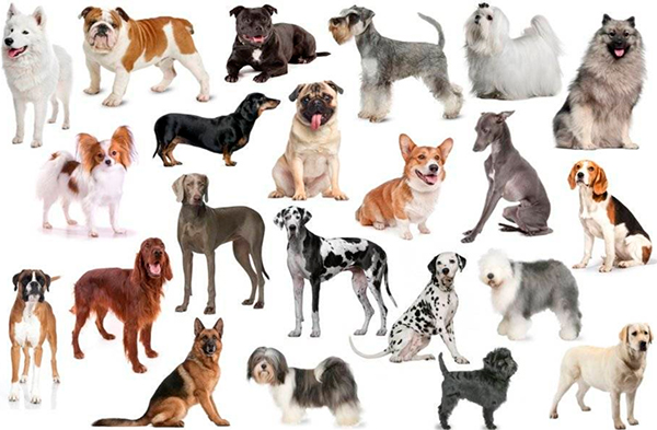 Породы собак — как выбрать собаку по своим параметрам?