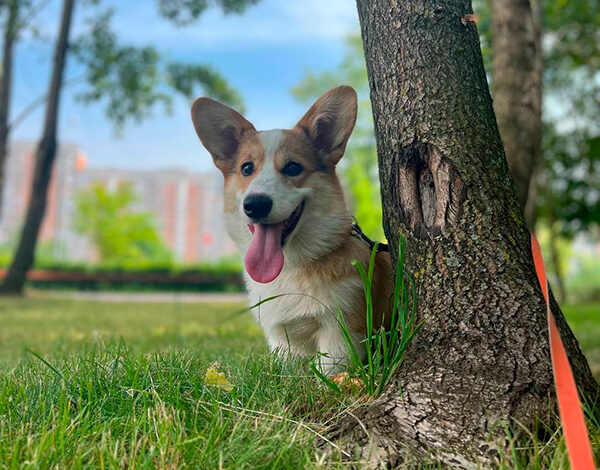 Вельш-корги пемброк — карликовая овчарка