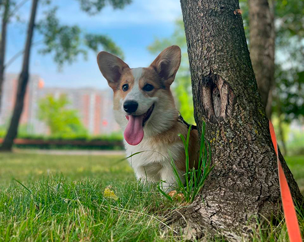 Вельш-корги пемброк — карликовая овчарка