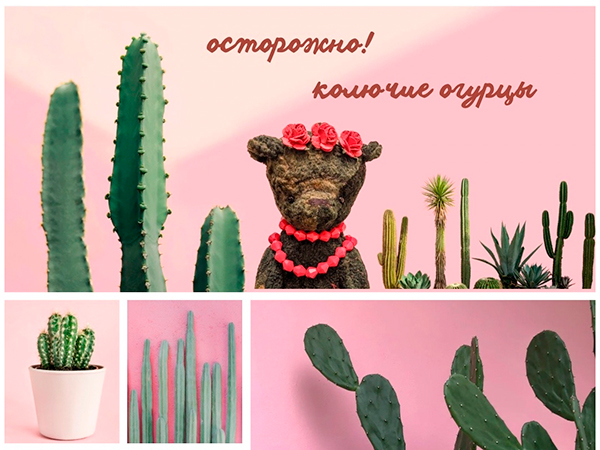 Осторожно! Колючие огурцы