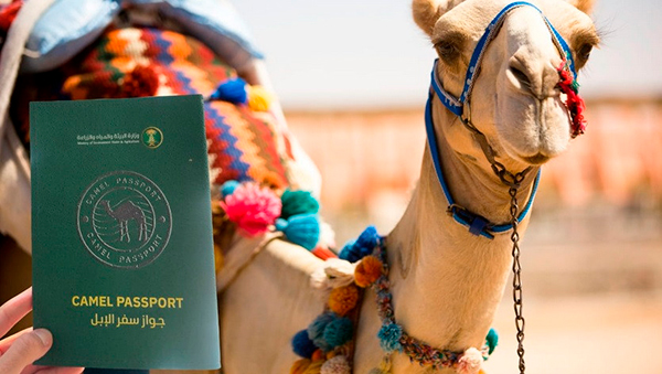 верблюды в Саудовской Аравии получат паспорт