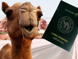паспорта для верблюдов